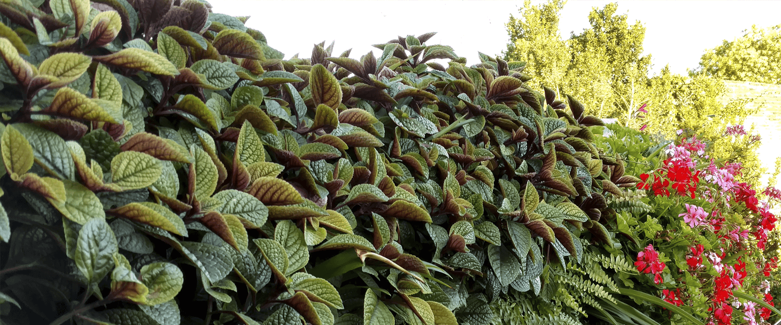 jardines colgantes hermosos